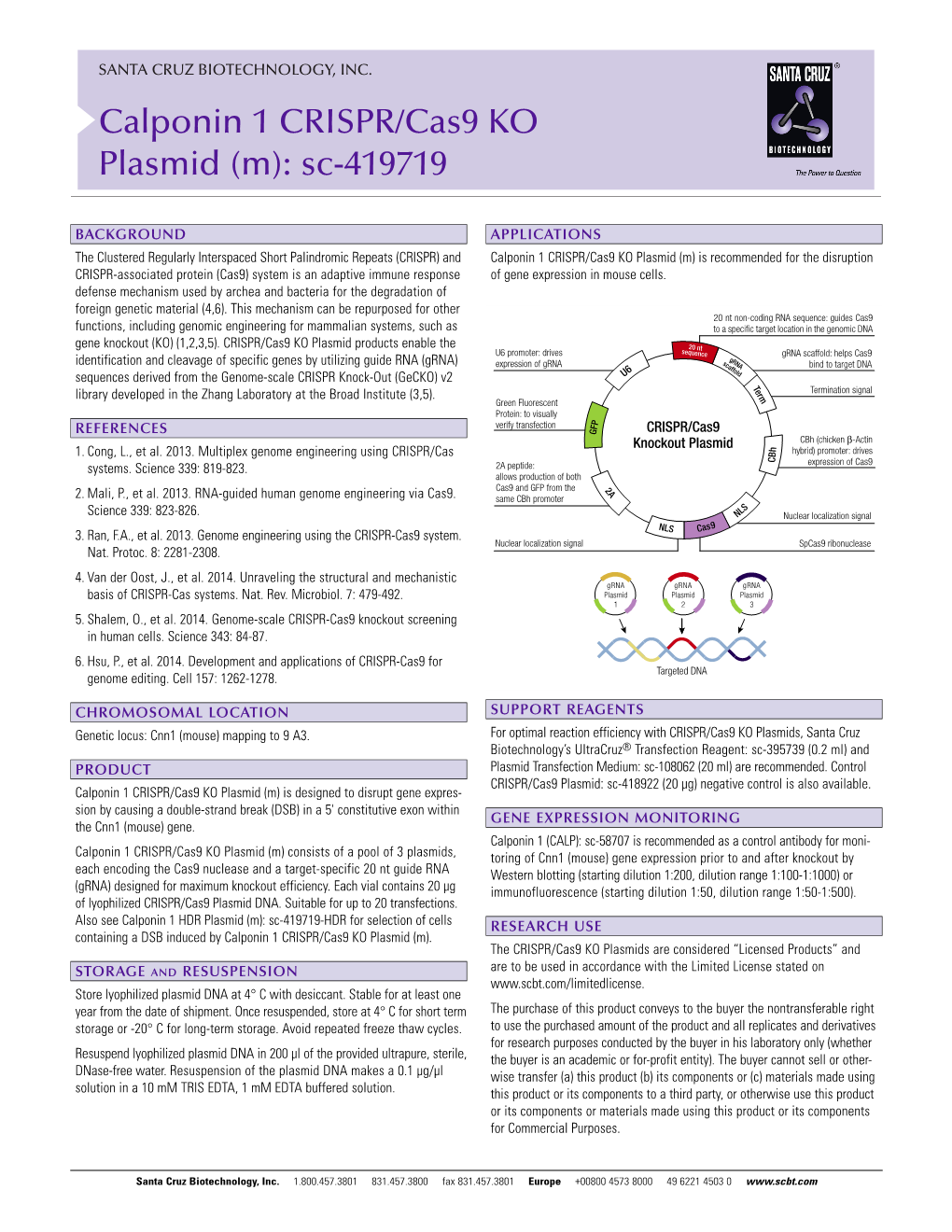 Calponin 1 CRISPR/Cas9 KO Plasmid (M): Sc-419719