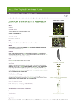 Jasminum Didymum Subsp. Racemosum Click on Images to Enlarge