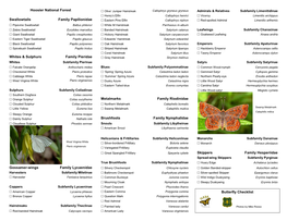 Butterfly Checklist  Bronze Copper  Lycaena Hyllus  Question Mark Polygonia Interrogationis  Red Admiral Vanessa Atalanta