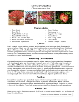 FLOWERING QUINCE Chaenomeles Speciosa Characteristics Culture