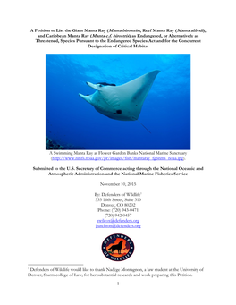 Reef Manta Ray (Manta Alfredi), and Caribbean Manta Ray (Manta C.F