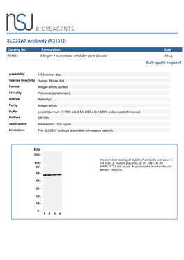 SLC22A7 Antibody (R31312)