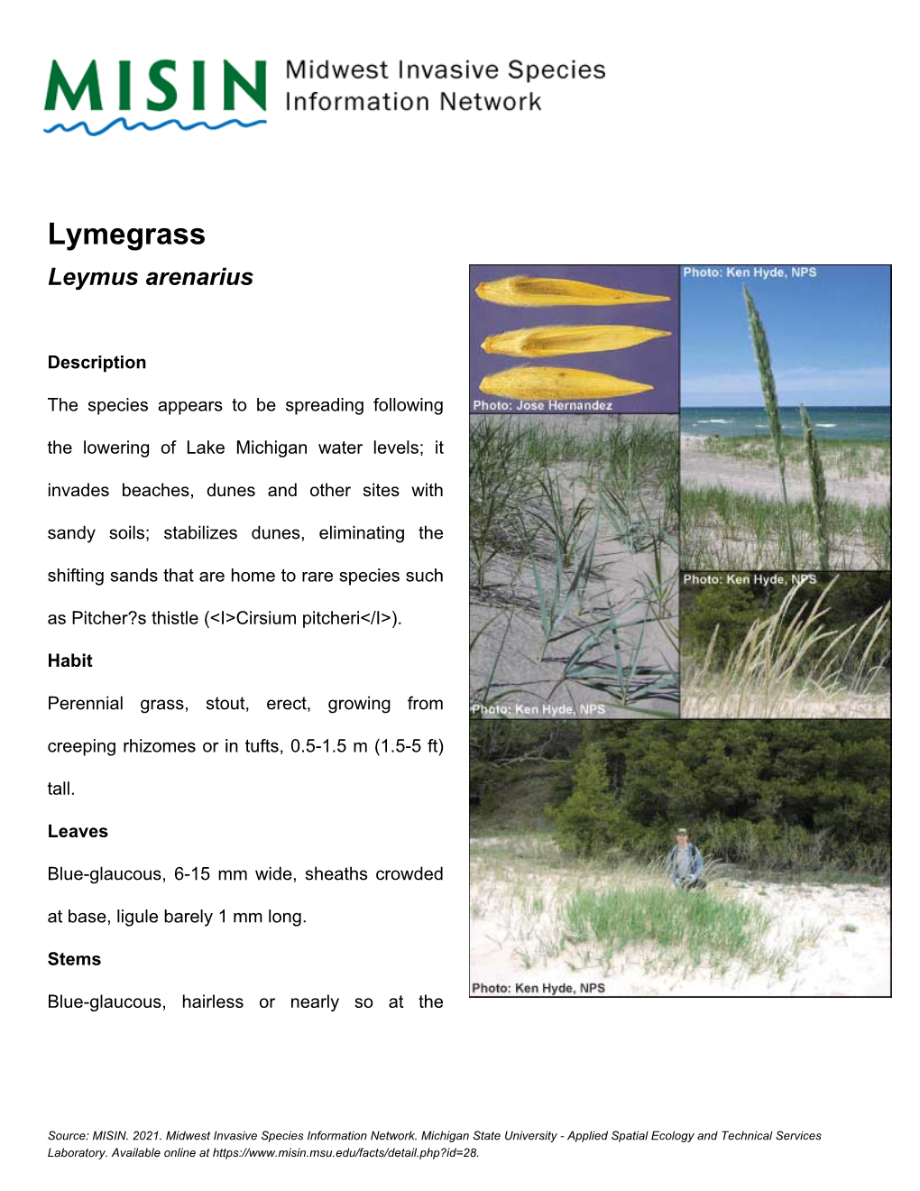 Lymegrass Leymus Arenarius