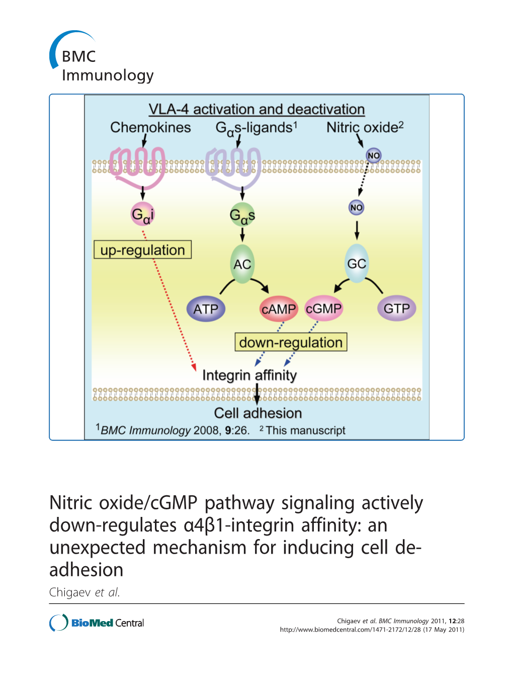 Nitric Oxide/Cgmp Pathway Signaling Actively Down-Regulates Α4β1-Integrin Affinity: an Unexpected Mechanism for Inducing Cell De- Adhesion Chigaev Et Al