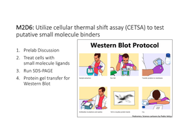 M2D6: Utilize Cellular Thermal Shift Assay (CETSA) to Test Putative Small Molecule Binders