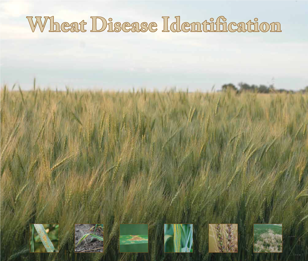 Wheat Disease Identification Diseases Affectingcontents Heads and Grain Common Bunt