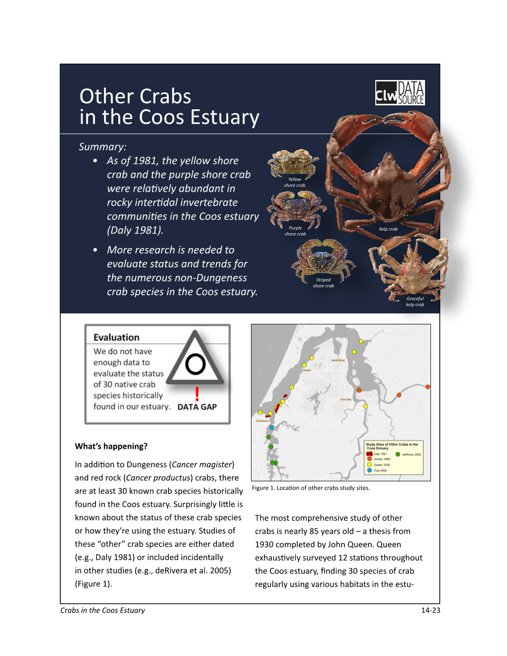 Other Crabs in the Coos Estuary Summary: • As of 1981, the Yellow Shore