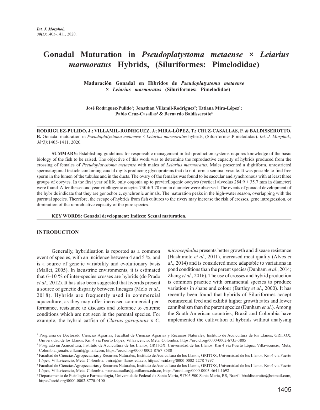 Gonadal Maturation in Pseudoplatystoma Metaense × Leiarius Marmoratus Hybrids, (Siluriformes: Pimelodidae)