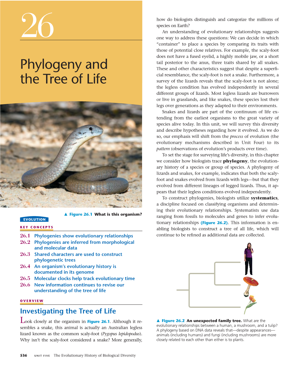 Phylogeny and the Tree of Life 537 That Pines and ﬁrs Are Different Enough to Be Placed in Sepa- History