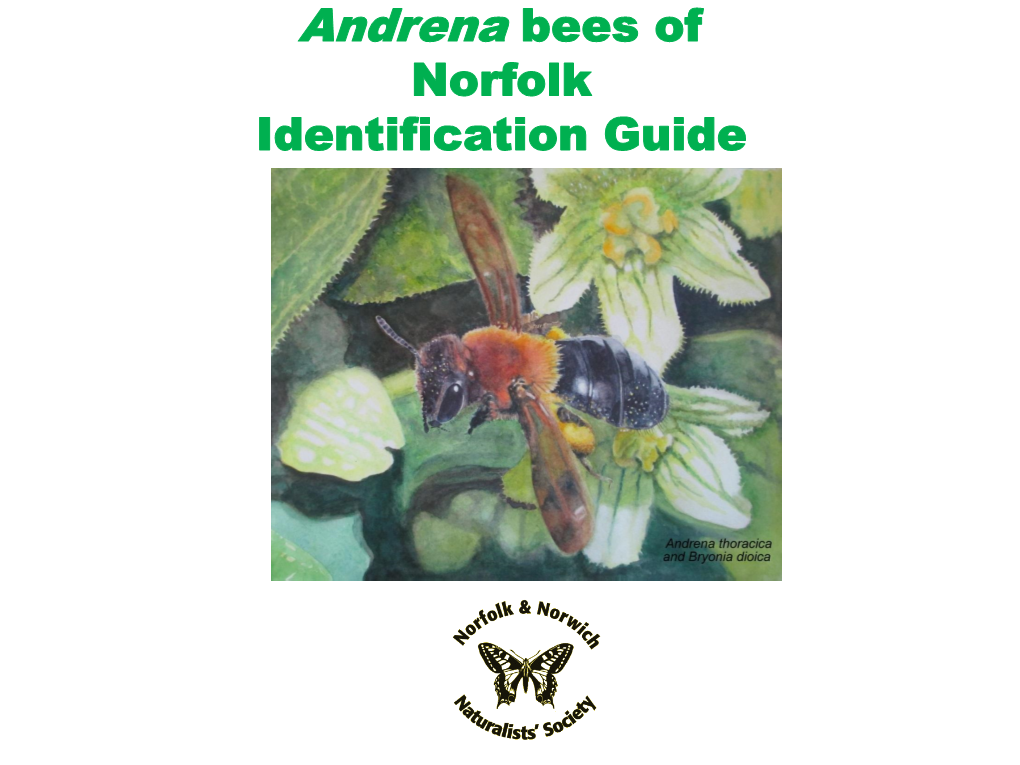 Andrena Bees of Norfolk Identification Guide Andrena Bees Occur in All Continents Except Australia and Antarctica