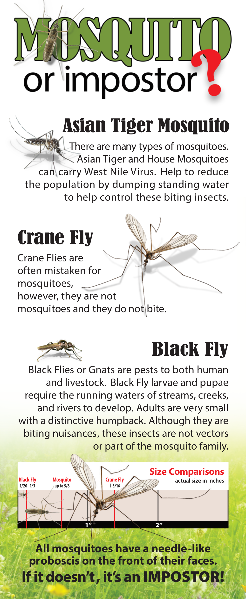 Crane Fly Black Fly Asian Tiger Mosquito