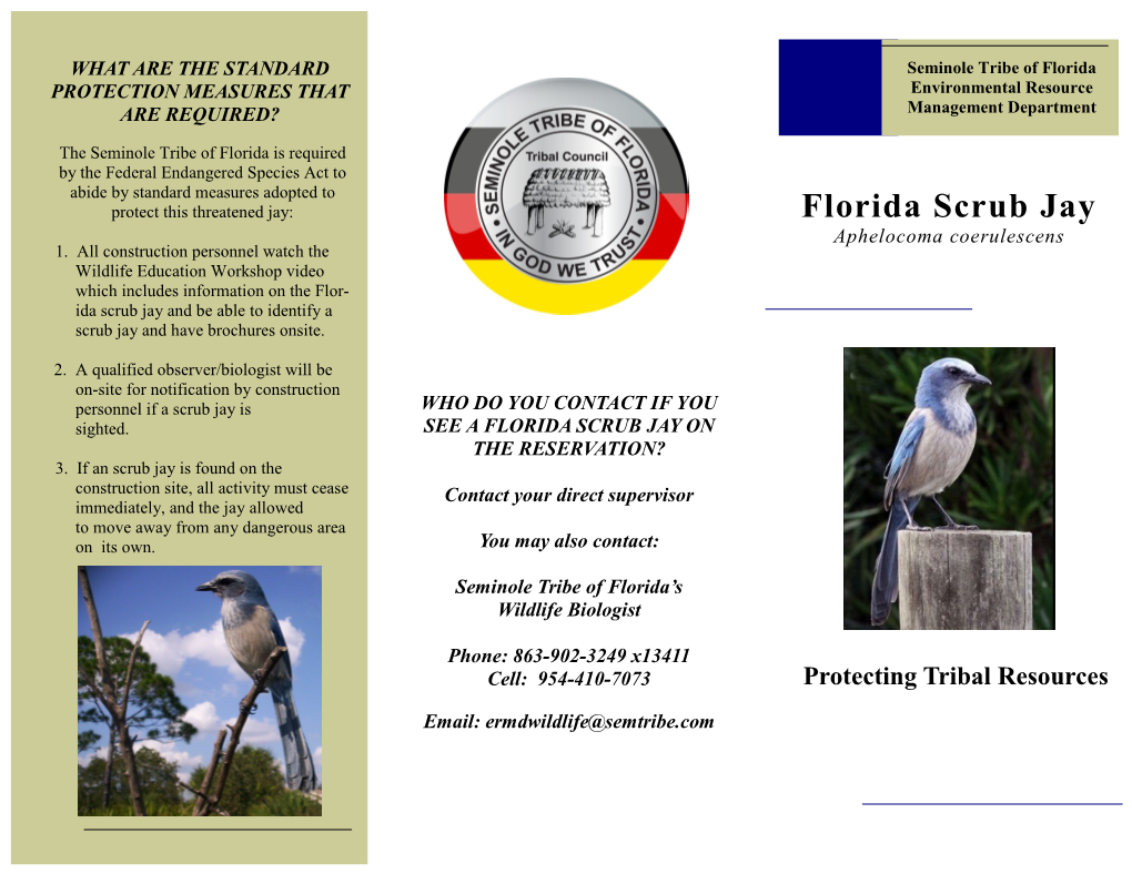 Florida Scrub Jay Aphelocoma Coerulescens 1
