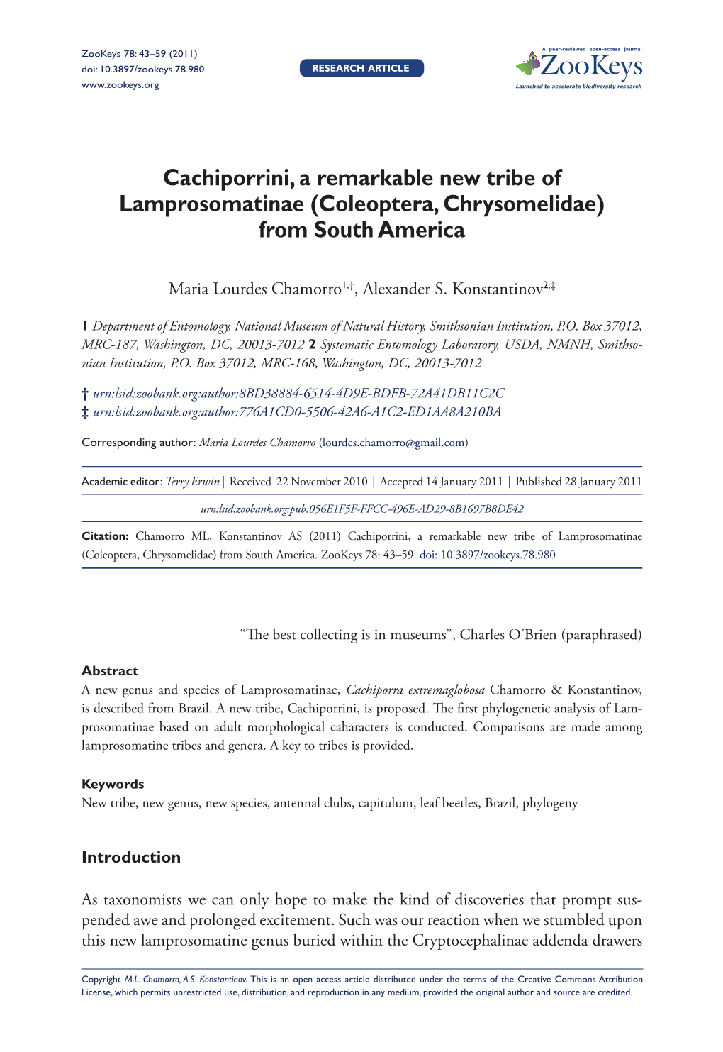 Cachiporrini, a Remarkable New Tribe of Lamprosomatinae (Coleoptera, Chrysomelidae) from South America