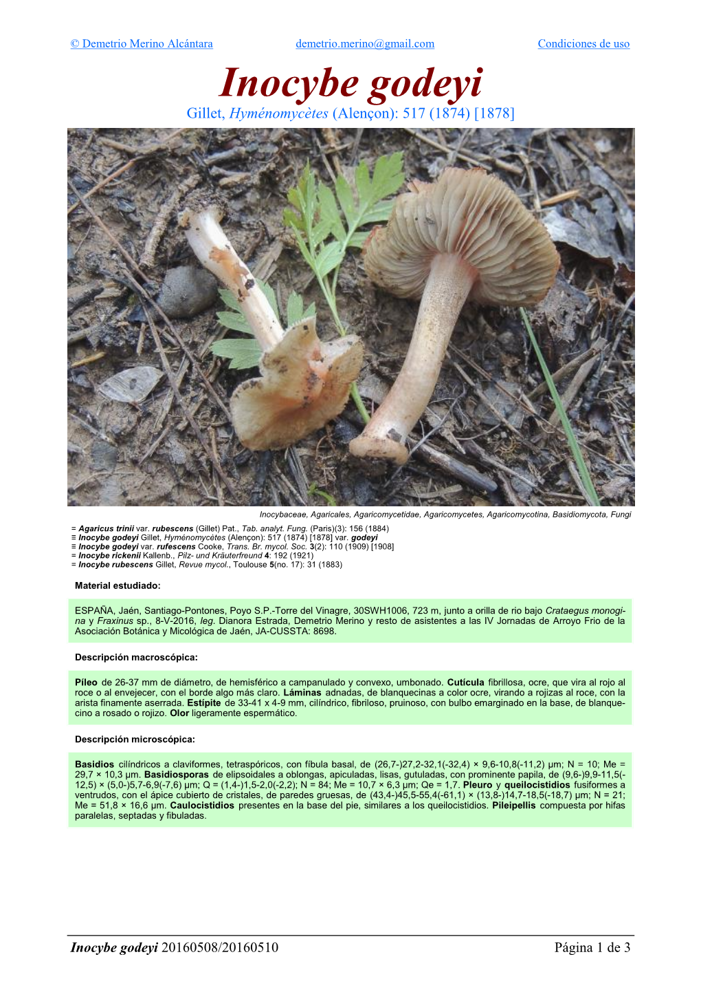 Inocybe Godeyi