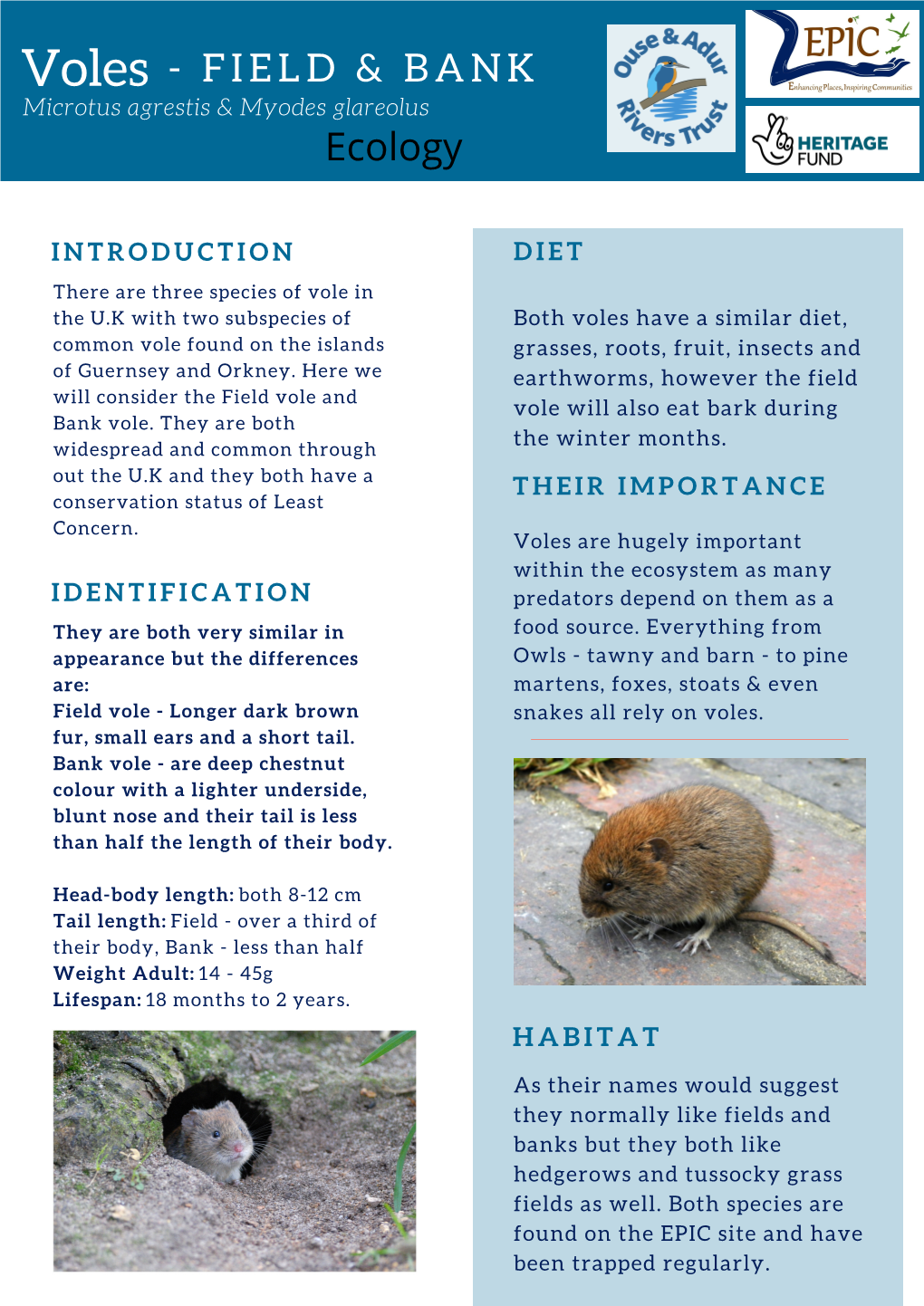 Field & Bank Voles