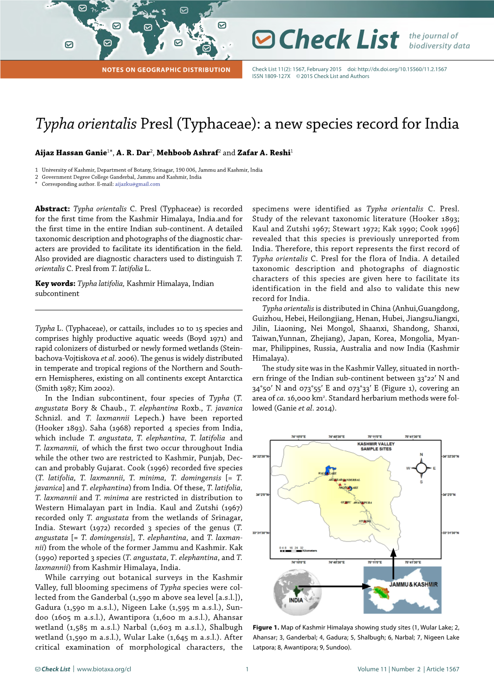 Typha Orientalis Presl (Typhaceae): a New Species Record for India