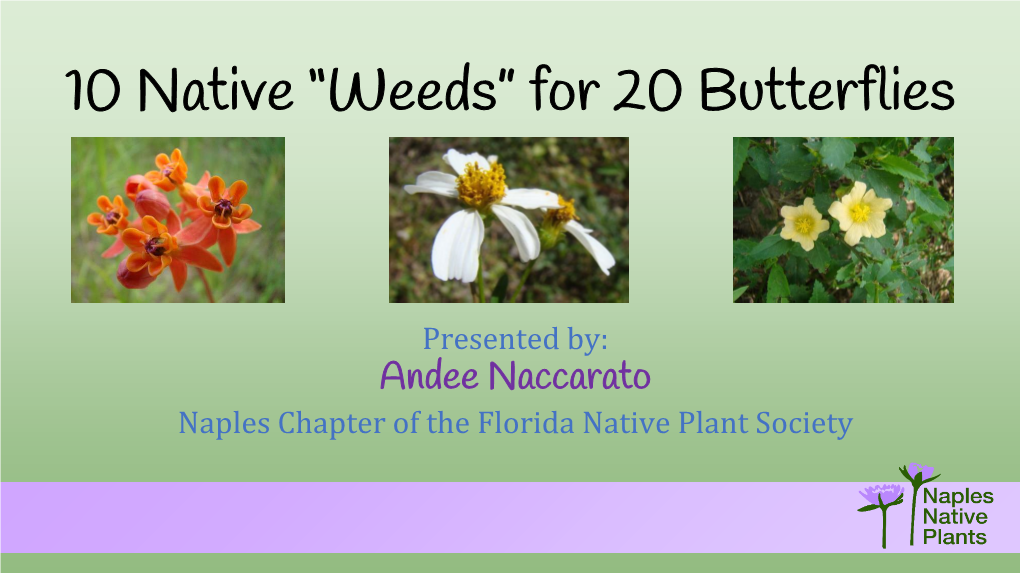 10 Native Weeds for 20 Butterflies