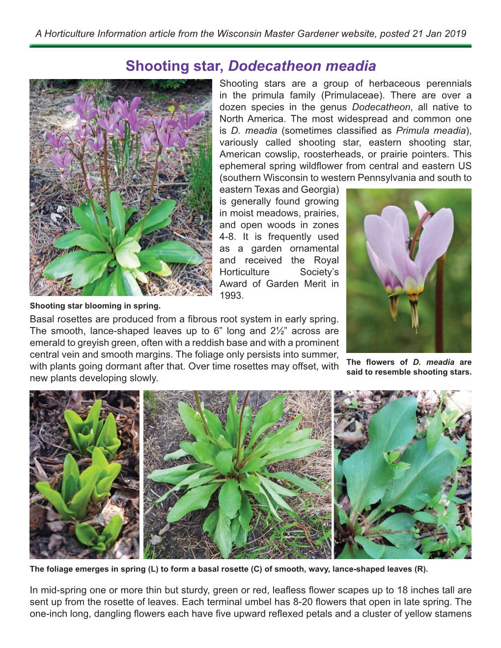 Shooting Star, Dodecatheon Meadia Shooting Stars Are a Group of Herbaceous Perennials in the Primula Family (Primulaceae)