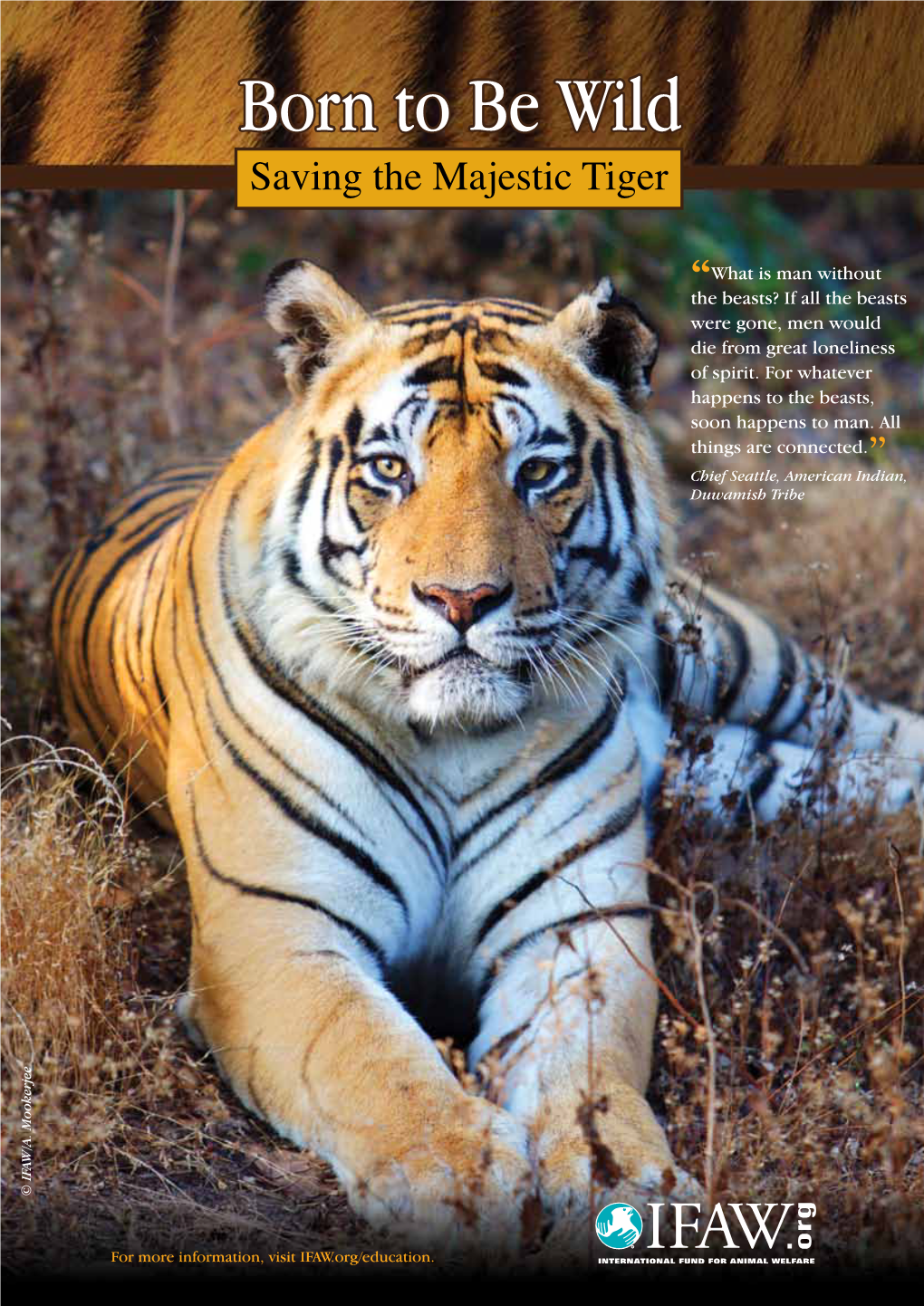 Born to Be Wild Saving the Majestic Tiger