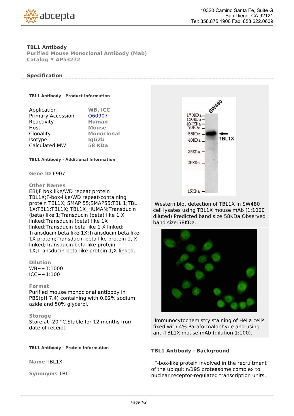 TBL1 Antibody Purified Mouse Monoclonal Antibody (Mab) Catalog # AP53272