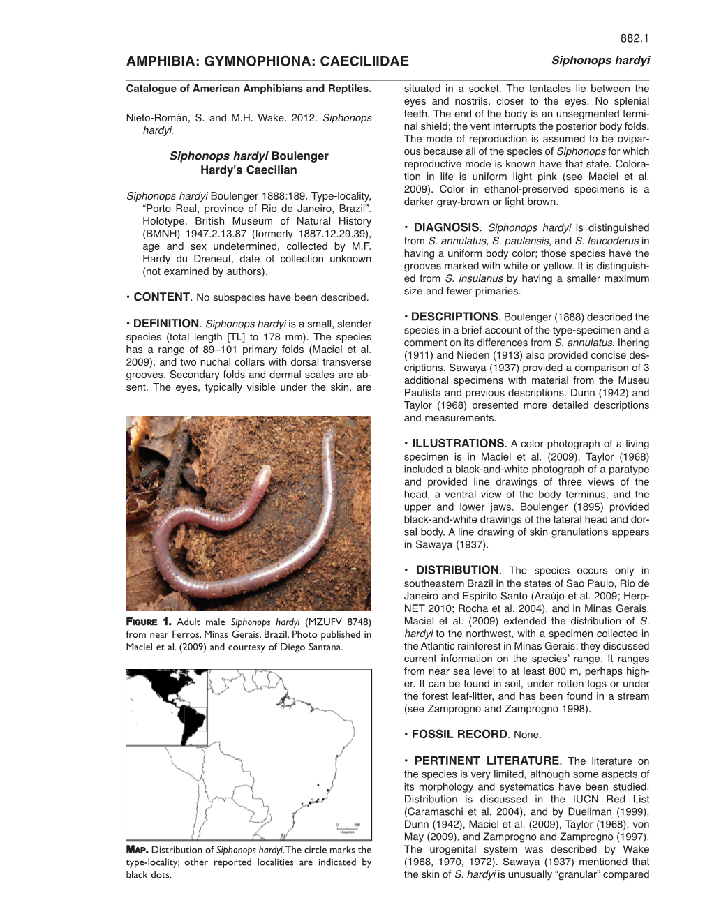 AMPHIBIA: GYMNOPHIONA: CAECILIIDAE Siphonops Hardyi