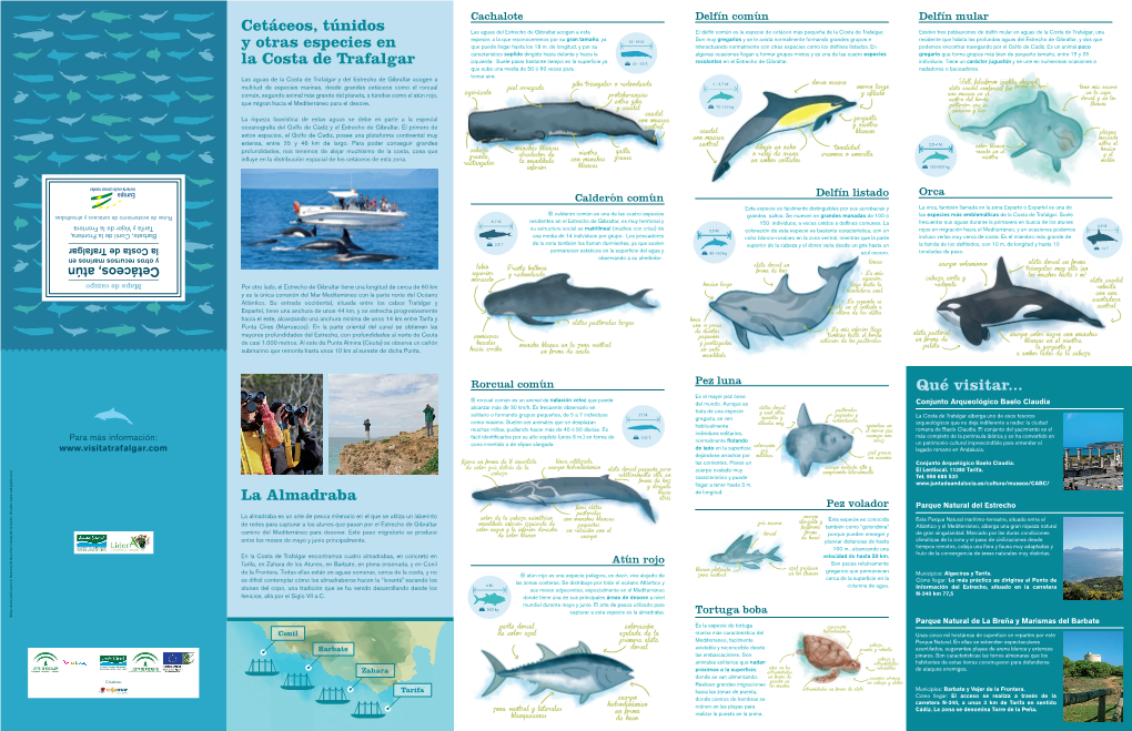 Qué Visitar... La Almadraba Cetáceos, Túnidos Y Otras Especies En La