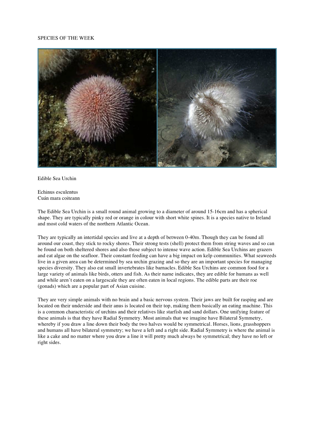 SPECIES of the WEEK Edible Sea Urchin Echinus Esculentus Cuán