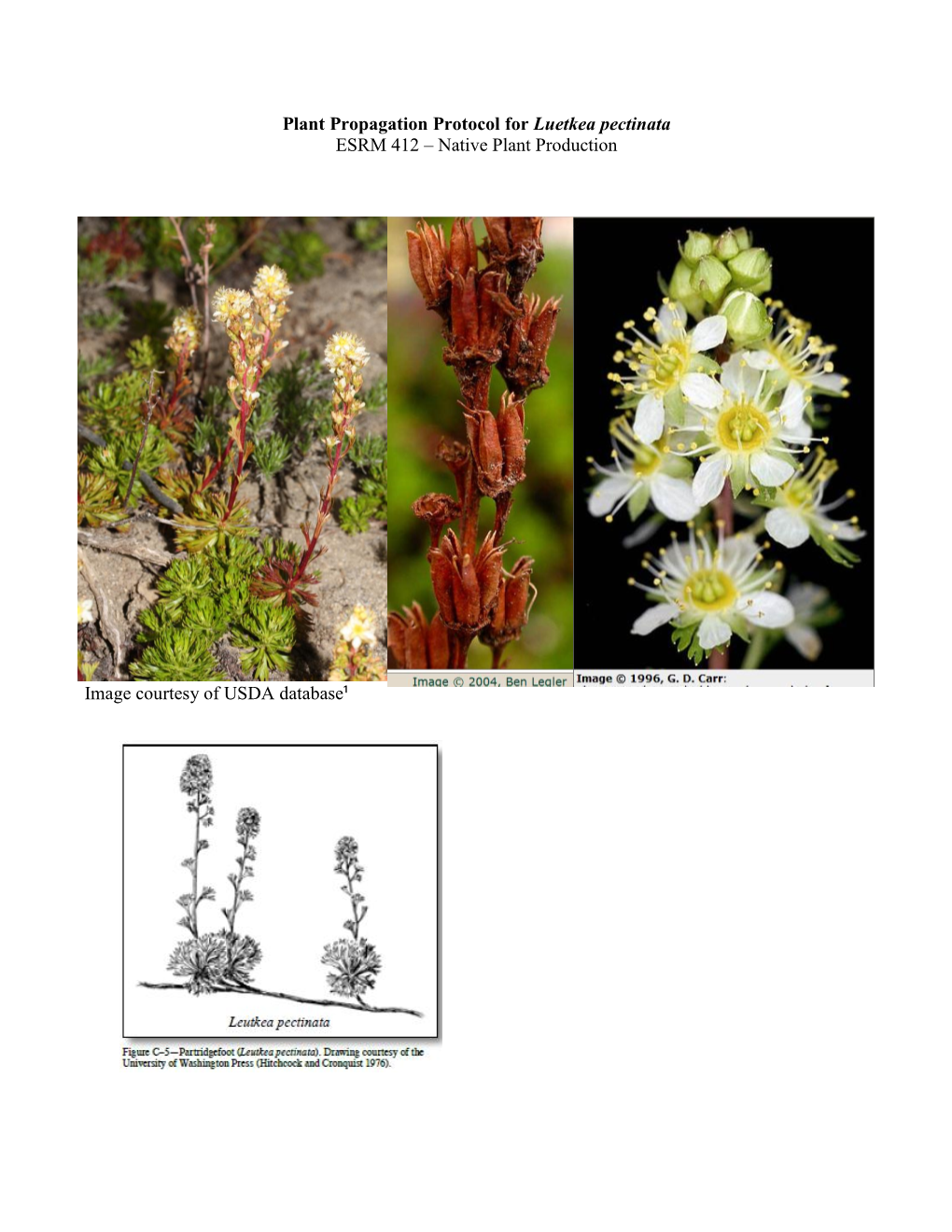 Draft Plant Propagation Protocol