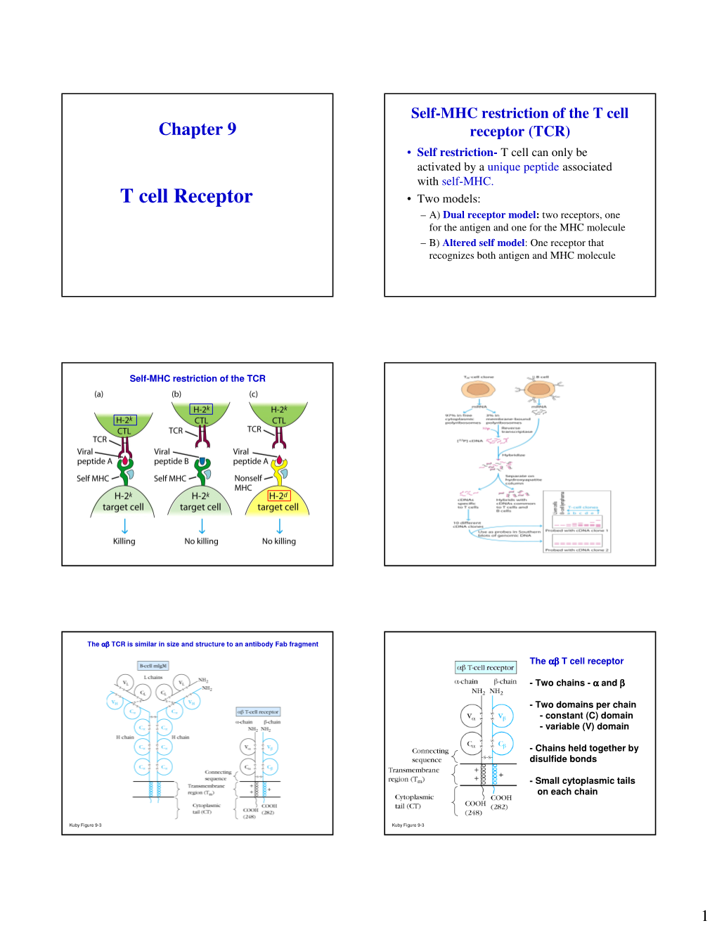 T Cell Receptor