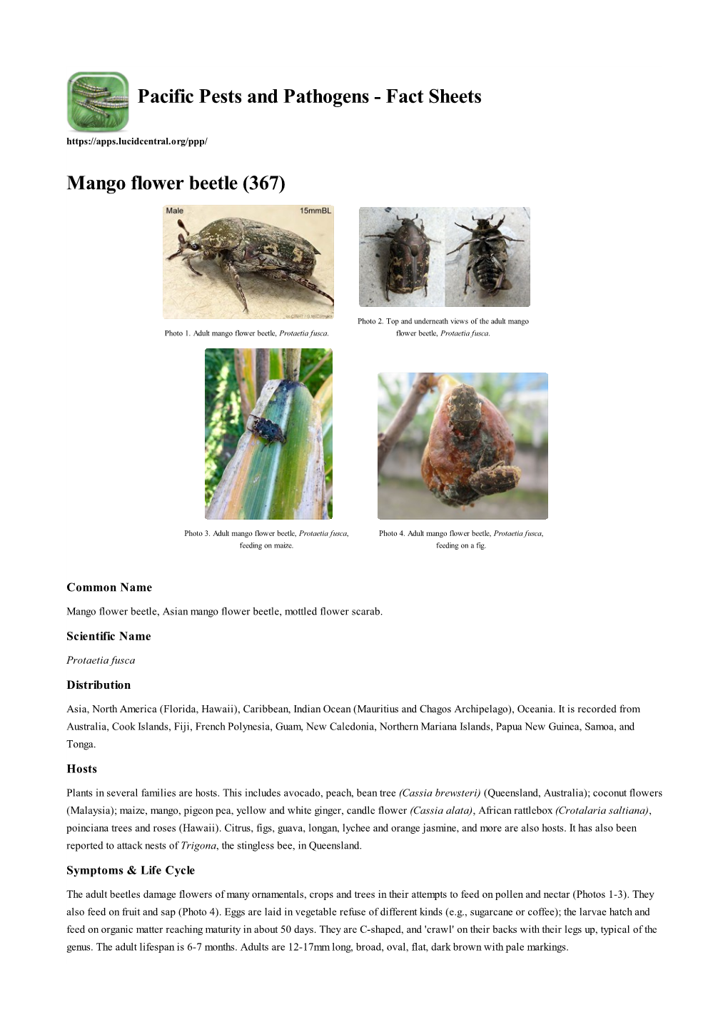 Mango Flower Beetle (367)