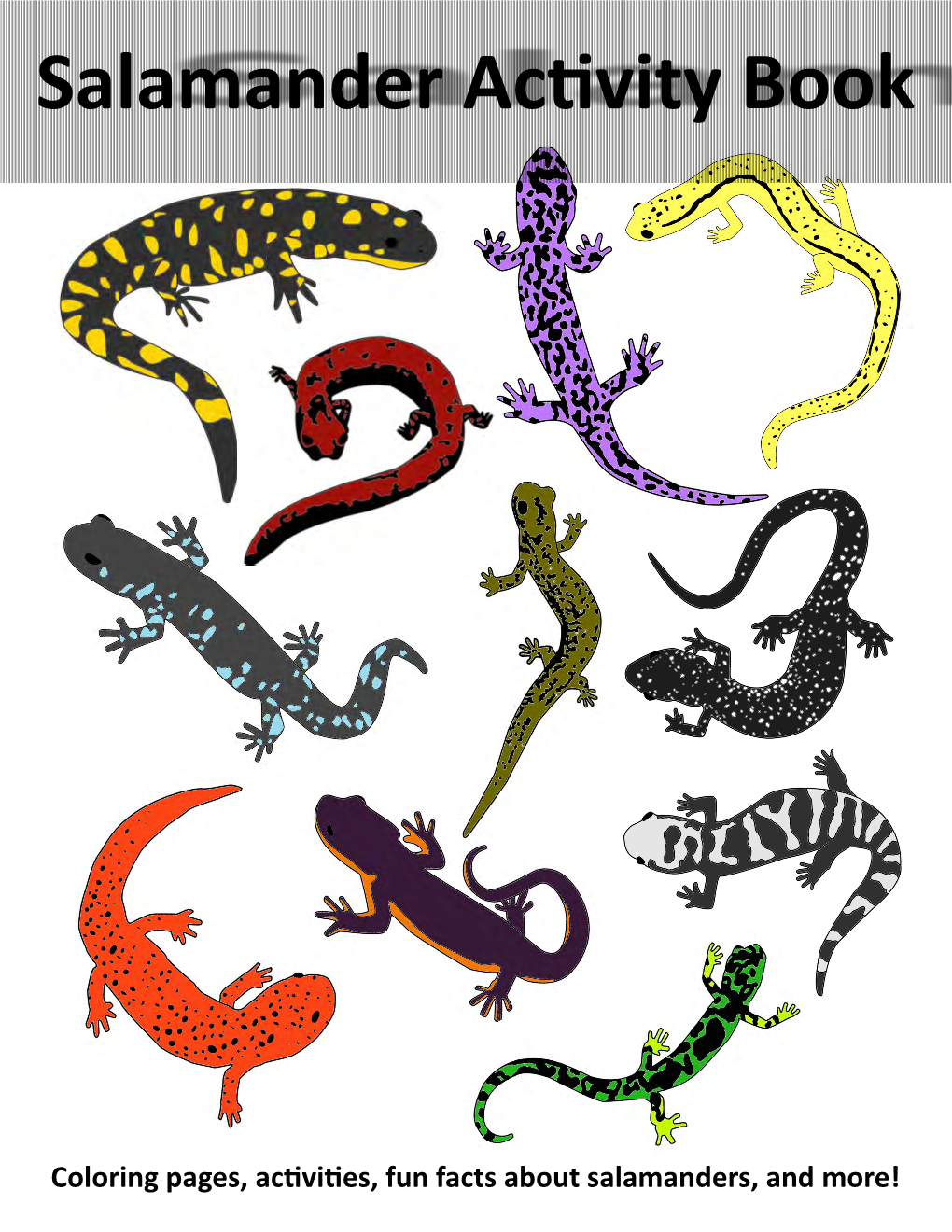 Salamander Activity Book