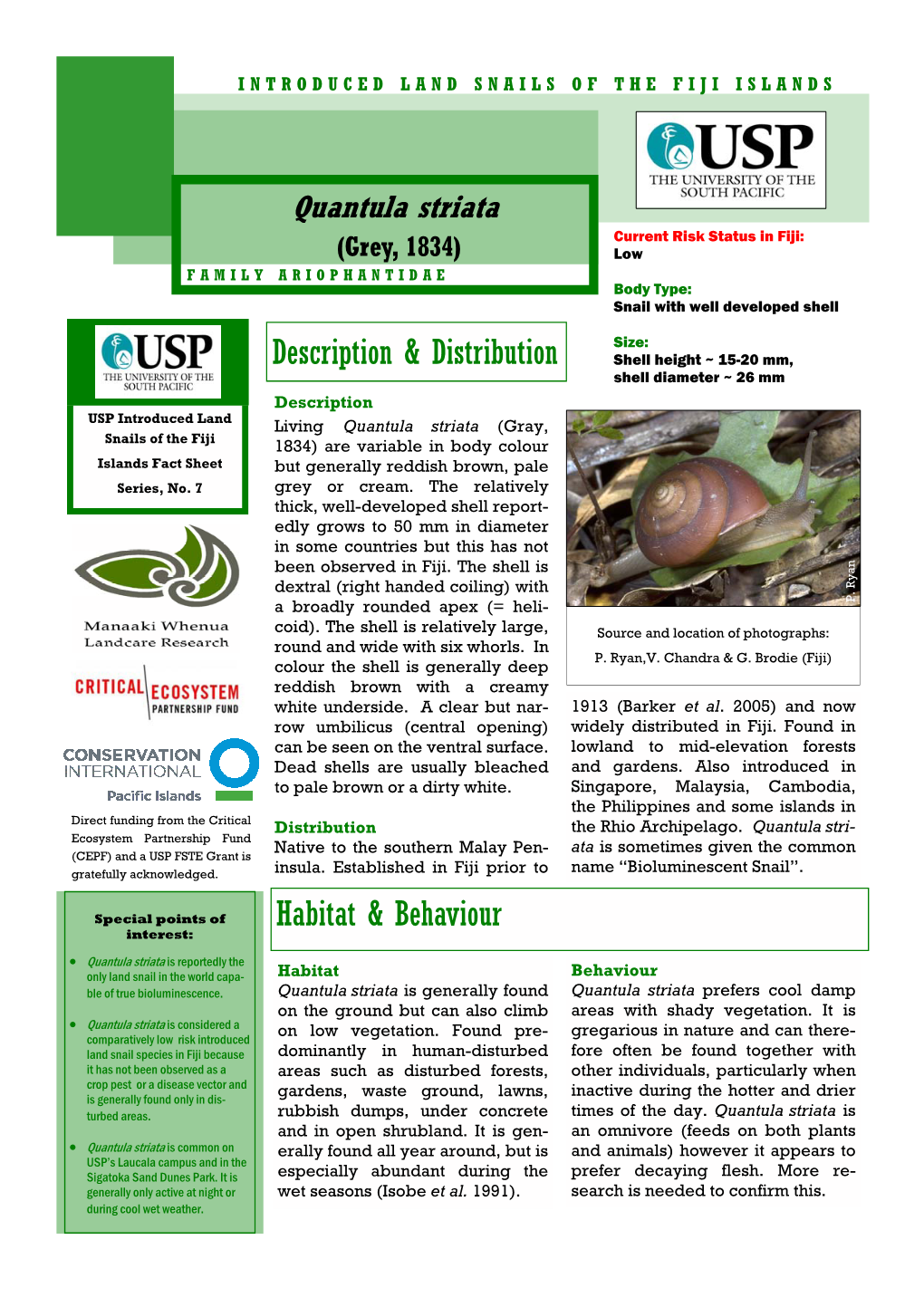 Quantula Striata Current Risk Status in Fiji: (Grey, 1834) Low FAMILY ARIOPHANTIDAE Body Type: Snail with Well Developed Shell