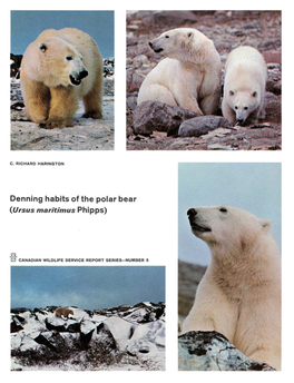 Denning Habits of the Polar Bear (Ursus Maritimus Phipps)
