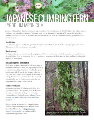 Japanese Climbing Fern Lygodium Japonicum