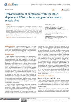 Transformation of Cardamom with the RNA Dependent RNA Polymerase Gene of Cardamom Mosaic Virus