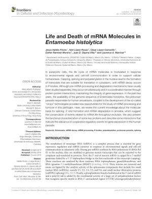 Life and Death of Mrna Molecules in Entamoeba Histolytica