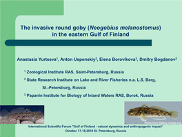 The Invasive Round Goby (Neogobius Melanostomus) in the Eastern Gulf of Finland