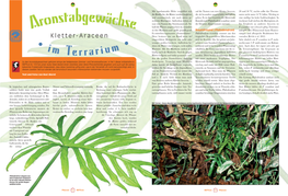 Kletter-Araceen Im Terrarium. Reptilia 114, NT-Verlag