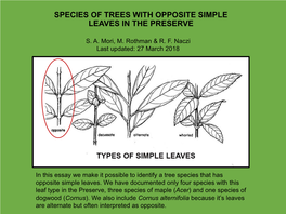 LEAF CHARACTERS of the NORWAY MAPLE (Acer Platanoides)