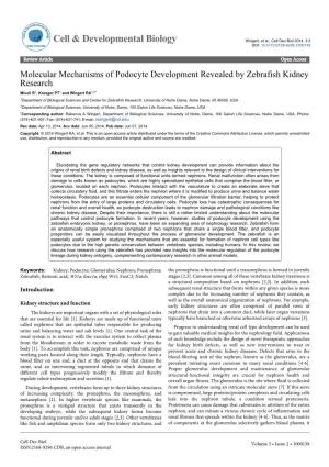 Molecular Mechanisms of Podocyte Development Revealed By
