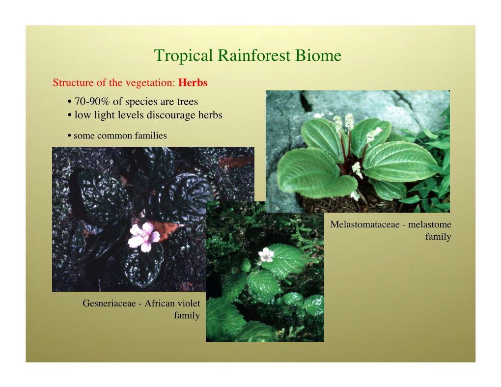 Tropical Rainforest Biome