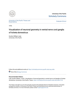 Visualization of Neuronal Geometry in Ventral Nerve Cord Ganglia of Acheta Domesticus