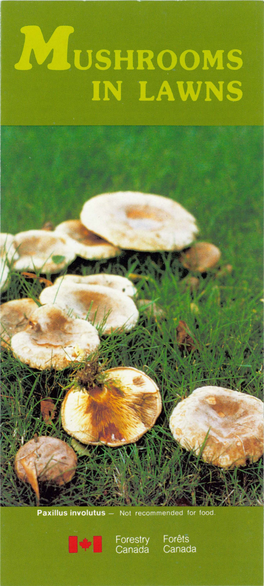 Fairy Ring Mushrooms Suppression and Control Sweat Producing Clitocybe