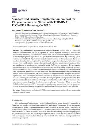 Standardized Genetic Transformation Protocol for Chrysanthemum Cv