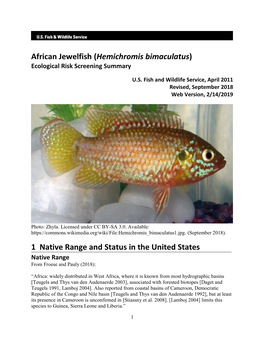 Hemichromis Bimaculatus (African Jewelfish)