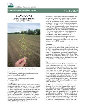 Black Oat (Avena Strigosa) Plant Guide
