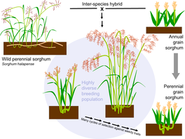 Variation in Plant Form in Recurrent Selection Populations of Kansas Rosinseed
