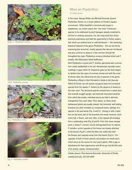 More on Phyllanthus by Colette Jacono