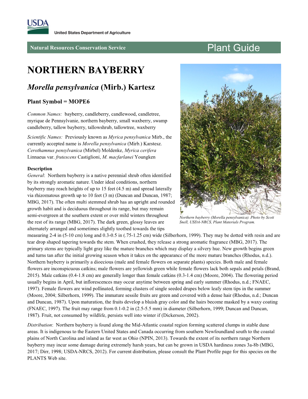 Northern Bayberry (Morella Pensylvanica) Plant Guide