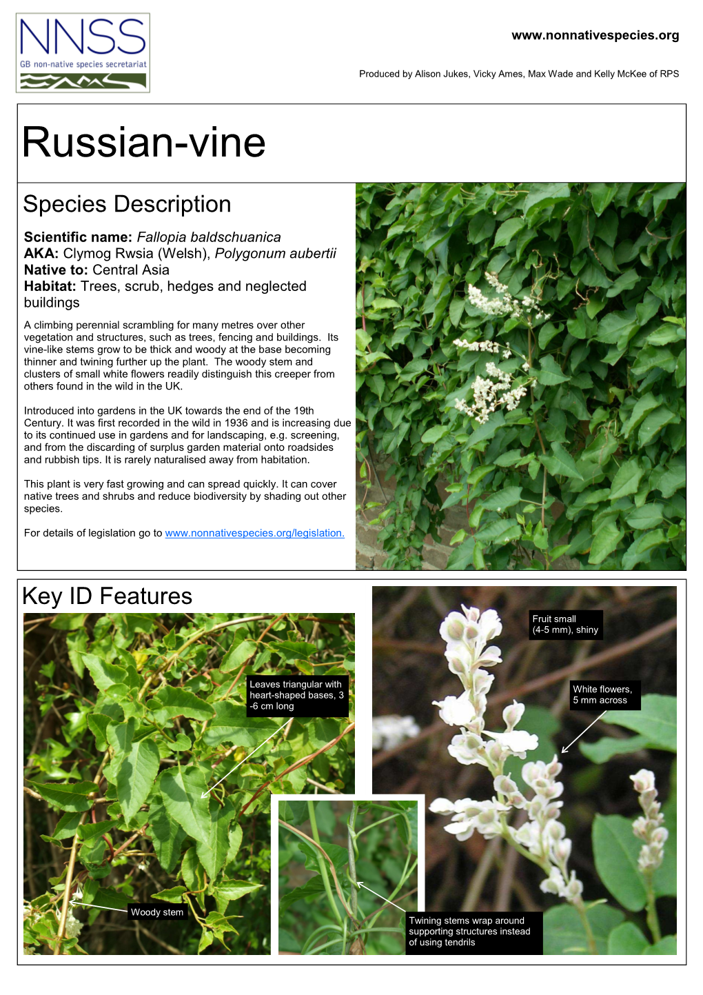 Russian-Vine